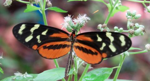 Butterfly Farm Tour Costa Rica